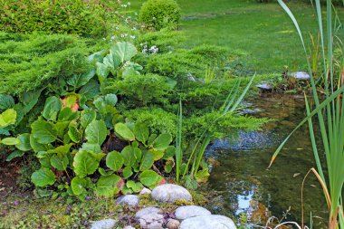 Bergenia crassifolia, ardıç çalıları, budanmış boxwood çalıları, sazlar ve sazlıklar parktaki yapay bir göletin yanındaki büyük kayalar. Peyzaj tasarımı. Bahar geldi.