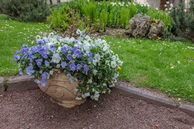 Açık hava beyaz seramik vazo. Parkta farklı renklerde mavi menekşeler var. peyzaj tasarımı