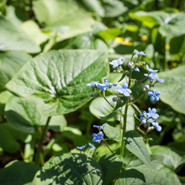 Brunnera makrophylla (