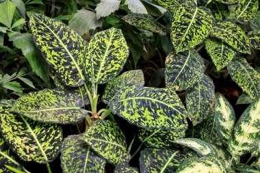 Dieffenbachia seguine or dumb cane, Rohdea japonica,Variegata. Multi-colored spotted dieffenbachia leaves growing in a pot