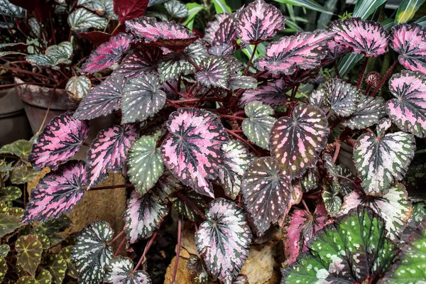 Painted-leaf begonia rex putz in terracotta pots is very popular for decorating landscaping