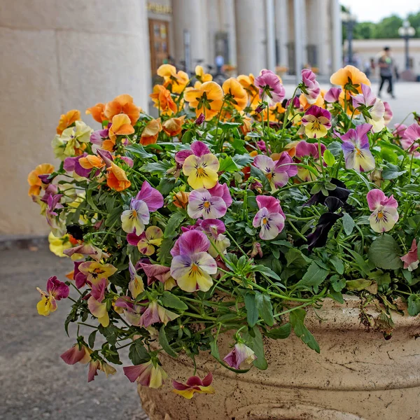 Açık hava beyaz seramik vazo. Parkta turuncu, mavi ve beyaz menekşeler var. peyzaj tasarımı