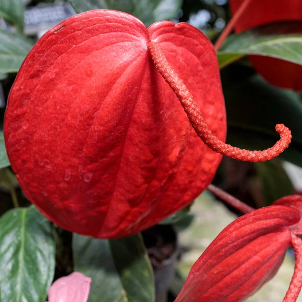 Anthurium Scherzerianum Flamingo Flower Pigtail Plant Species Anthurium Native Costa — Stock Photo, Image