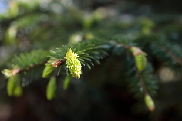 Young Vegetative Spruce Shoots Spring Forest Wallpaper — Stock Photo, Image