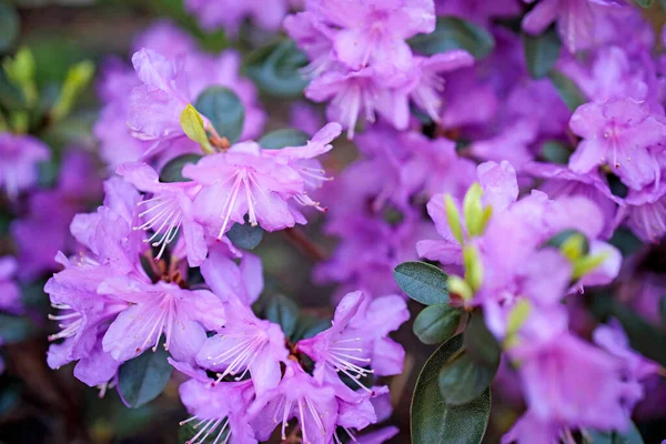 Híbrido Perenne Rhododendron Haaga Abierto Completamente Sus Flores Color Rosa —  Fotos de Stock
