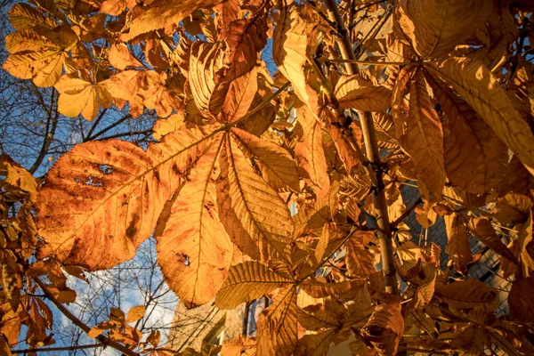 Feuilles Dorées Châtaignes Sur Fond Bleu Ciel Automne Moscou — Photo