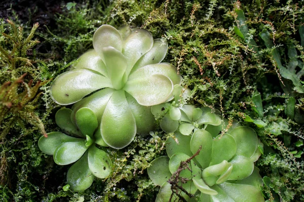 Pinguicula Gigantea Moctezumae Jest Tropikalnym Gatunkiem Roślin Mięsożernych Rodziny Soczewicowatych — Zdjęcie stockowe