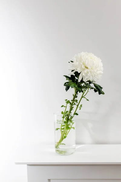 Grande Crisântemo Branco Vaso Vidro Transparente Que Fica Uma Mesa — Fotografia de Stock