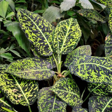 Dieffenbachia seguine or dumb cane, Rohdea japonica,Variegata. Multi-colored spotted dieffenbachia leaves growing in a pot