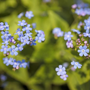 Brunnera makrophylla (
