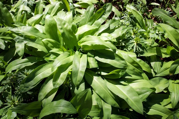 Allium Ursinum Známé Jako Divoký Česnek Divoký Cowleek Ramsons Buckrams — Stock fotografie