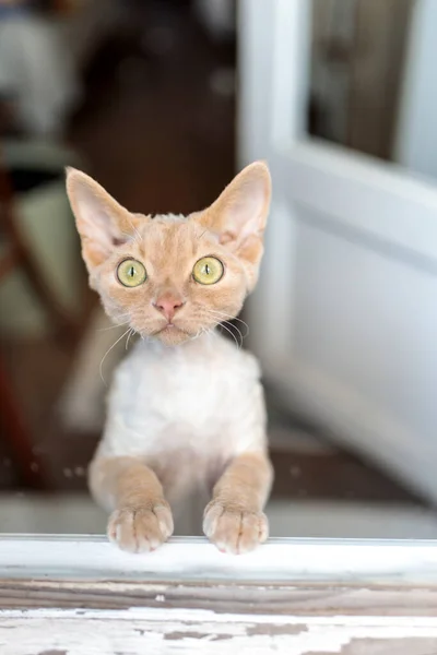 Devon Rex Kotě Kotě Které Stojí Zadních Nohách Dívá Balkónovými — Stock fotografie