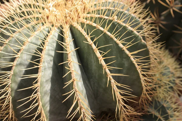 Echinocactus Grusonii Popularly Known Golden Barrel Cactus Golden Ball Mother — Stock Photo, Image