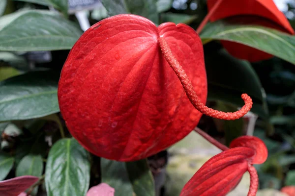 Anthurium Scherzerianum Plameňák Květina Nebo Pigtail Rostlina Druh Anthurium Původem — Stock fotografie