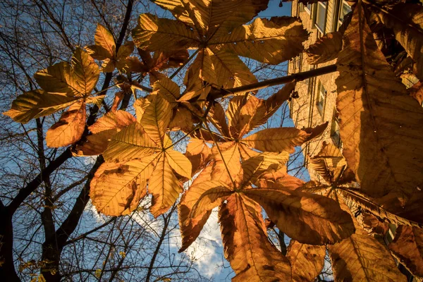 Folhas Douradas Castanhas Fundo Céu Azul Outono Moscou — Fotografia de Stock