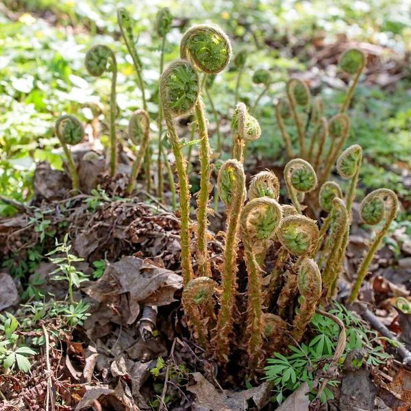 Pteridium Aquilinum Uma Espécie Samambaia Que Ocorre Regiões Temperadas Subtropicais — Fotografia de Stock