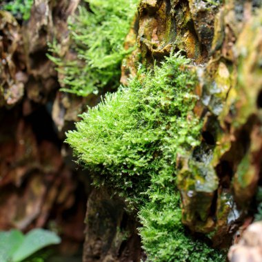 Mikranthemum sp. 