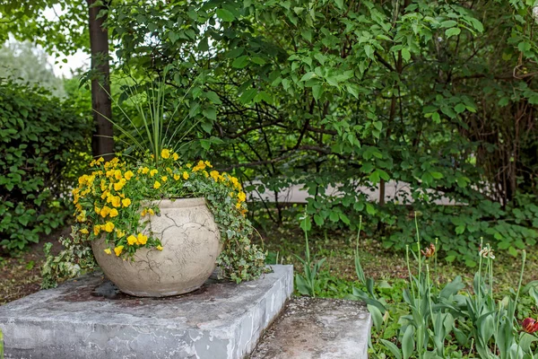 Zewnątrz Biały Wazon Ceramiczny Jako Ozdoba Żółtymi Fiołkami Różnych Kolorach — Zdjęcie stockowe