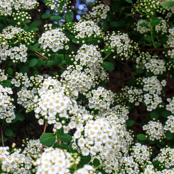 Λευκά Λουλούδια Spirea Στον Κήπο Μια Ηλιόλουστη Μέρα Φύση — Φωτογραφία Αρχείου