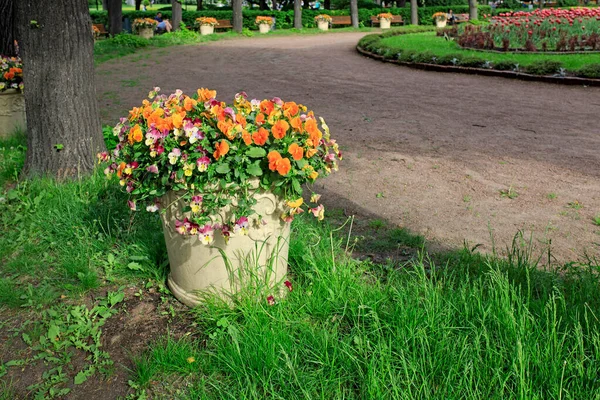 야외에 세라믹 꽃병은 공원내의 색상의 오렌지색 제비꽃 장식이다 — 스톡 사진