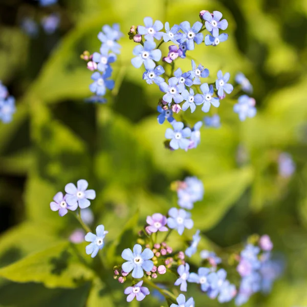 Brunnera Macrophylla Siberian Bugloss Great Forget Largeleaf Brunnera Heartleaf Species — Stock Photo, Image