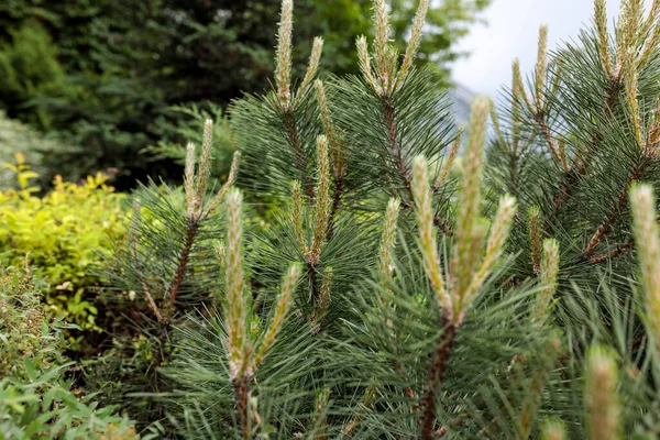 Young Shoots Pine Tree Background Euonymus Landscape Park Summer Time — Stock Photo, Image