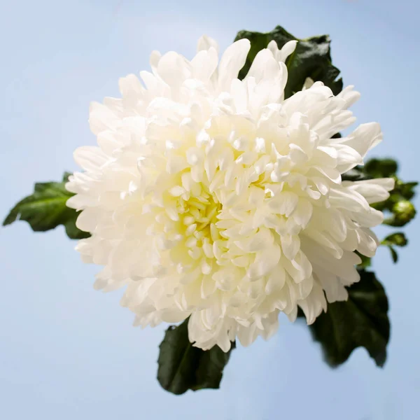 Grande Crisantemo Bianco Uno Sfondo Blu Copia Spazio — Foto Stock