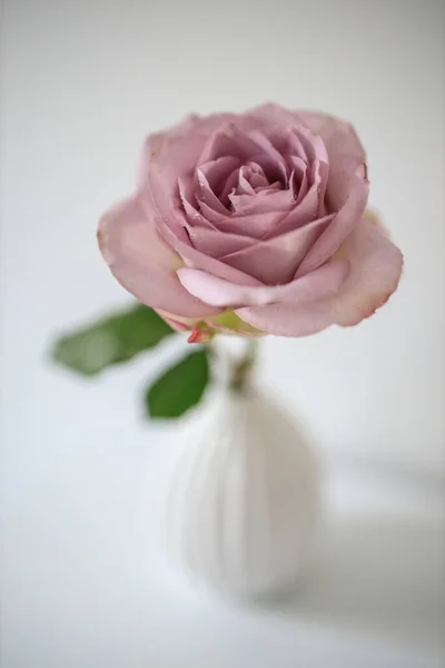 Une Rose Pourpre Pâle Dans Vase Cannelé Blanc Sur Table — Photo