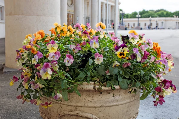 Açık hava beyaz seramik vazo. Parkta turuncu, mavi ve beyaz menekşeler var. peyzaj tasarımı