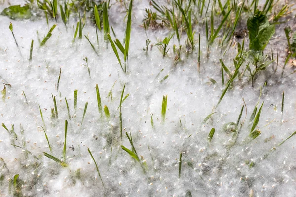 Green Grass Makes Its Way Poplar Fluff Which Looks Snow — Stock Photo, Image