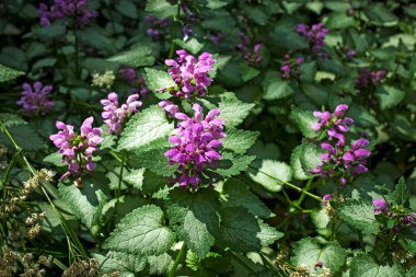 Blooming Lamium maculatum 'Roseum' (benekli tavşan, benekli ölü ısırgan otu, mor ejderha) Isırgan otundan oluşan parlak bir halı zemini kaplar ve bahçeyi süsler.