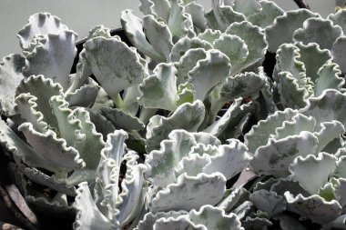 Cotyledon undulata, gümüş taç veya gümüş fırfırlar olarak da bilinir. Bu sulu ev bitkileri Güney Afrika 'dan geliyor..
