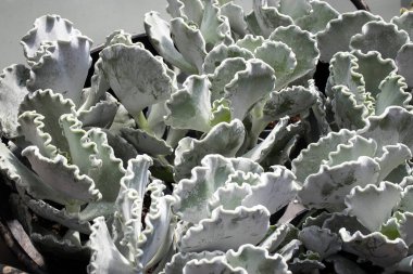 Cotyledon undulata, also known as a silver crown or silver ruffles. These succulent house plants originating from South Africa. clipart