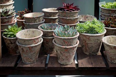 Bahçe süsü olarak masanın üzerindeki terracotta tencerelerinde çeşitli lezzetli şeyler. Satılık.