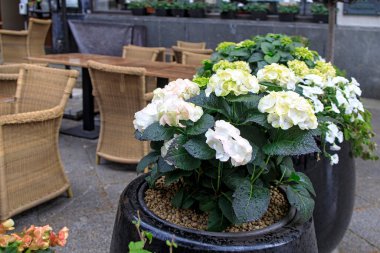 Açık hava tencerelerinde beyaz ve yeşil ortanca ve petunyalardan oluşan süslü çalılar açık hava kafeleri ve restoranların sınırını çiziyor.