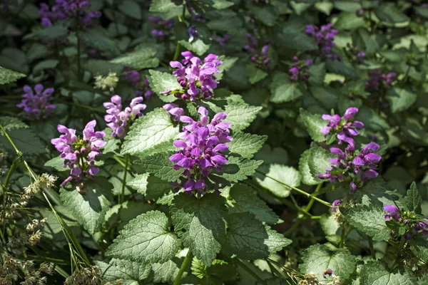 Blooming Lamium maculatum 'Roseum' (benekli tavşan, benekli ölü ısırgan otu, mor ejderha) Isırgan otundan oluşan parlak bir halı zemini kaplar ve bahçeyi süsler.
