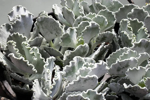 Cotyledon Undulata Also Known Silver Crown Silver Ruffles Succulent House — Stock Photo, Image