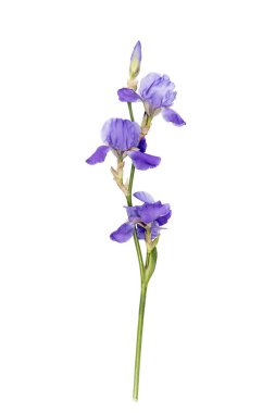 Blue iris flower on a white background. Place for your text. Layout. Vertical. Isolated