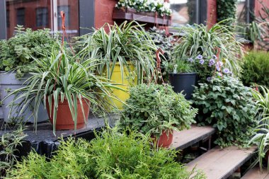 Bahçe dekorasyonu için klorafitumin sarı plastik kap. Peyzaj tasarımı. ampel bitki