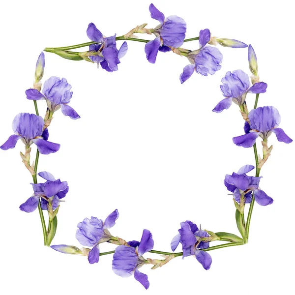 Floral Background Circle Siberian Iris Isolated White Background Square Frame — Foto de Stock