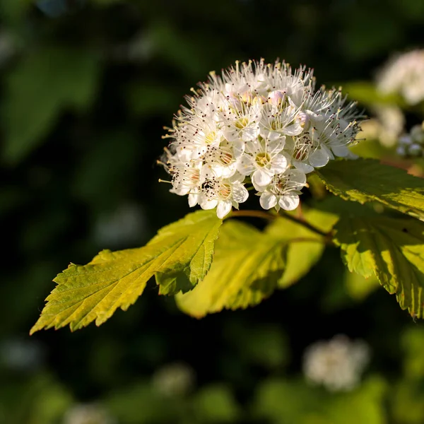 Maroon Red Leaved White Flowers Physocarpus Opulifolius May Sunset — Stock Photo, Image