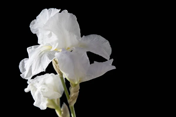 Flor Iris Blanca Sobre Fondo Negro Lugar Para Mensaje Disposición — Foto de Stock