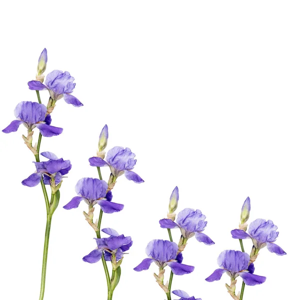 Fondo Floral Como Una Línea Iris Siberiano Aislado Sobre Fondo — Foto de Stock