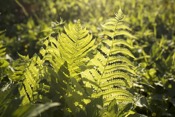 Farndicken Den Strahlen Der Untergehenden Sonne Floraler Hintergrund — Stockfoto