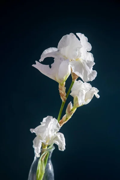 Flor Iris Blanco Sobre Fondo Azul Oscuro Lugar Para Mensaje — Foto de Stock