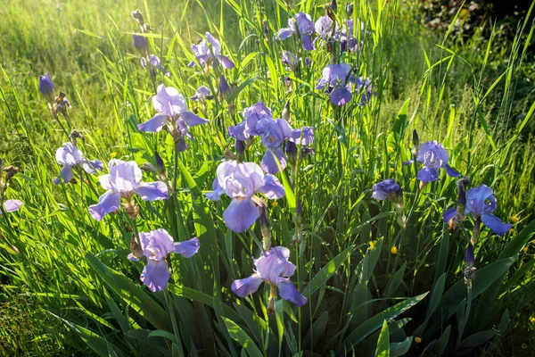 Purple Iris Flowers Growing Spring Garden Sunset — Stock Photo, Image