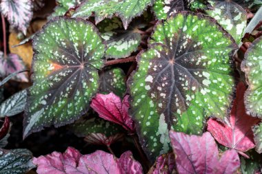 Yeşil ve pembe yaprak desenli Rex begonya yaprağı. Bahçe dekorasyonu