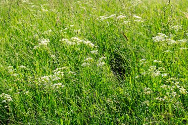 Orta Rusya 'da güneşli bir günde yabani otlar, tansi, at kuyruğu ve çiçek ile çayır.