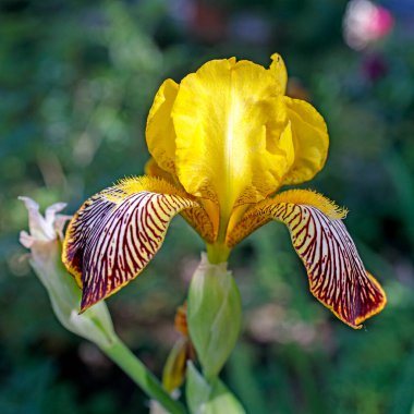 Sarı iris, Iris psödacorus, diğer adıyla bayrak irisi doğada var.