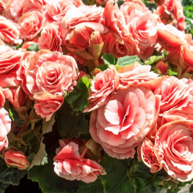 Begonia Elatior Borias enfes bir bitki. Bu Begonia 'nın kırmızı merkezli yumuşak pembe bir çiçeği var. Yazın ve kışın çok iyi korunur. Çiçek arkaplanı